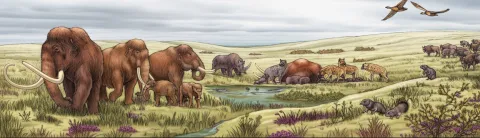 drawn image of animals