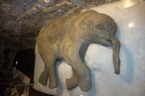 Mammoetbaby 'Lyuba' uit de Siberische permafrost.
