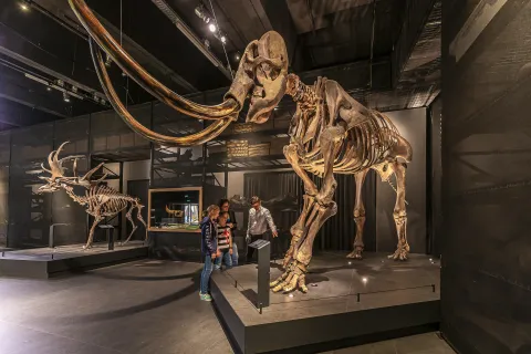 Mammoetskelet van Naturalis