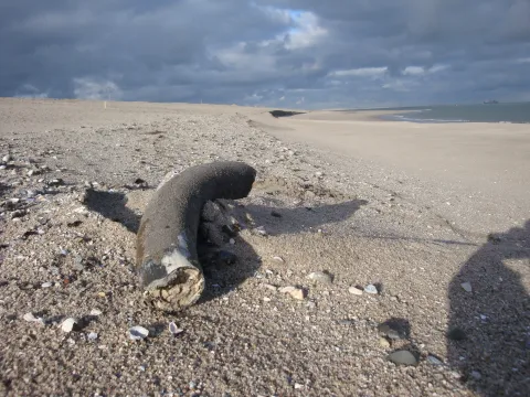 Slagtand op het strand