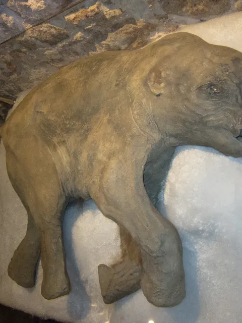Mammoetbaby 'Lyuba' uit de Siberische permafrost.