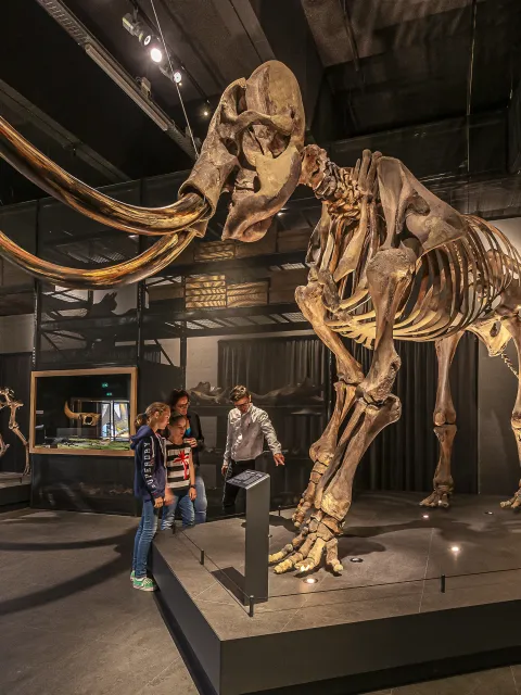 Mammoetskelet van Naturalis