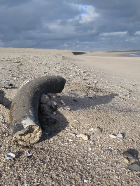 Slagtand op het strand